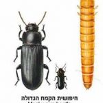 חיפושית הקמח הגדול